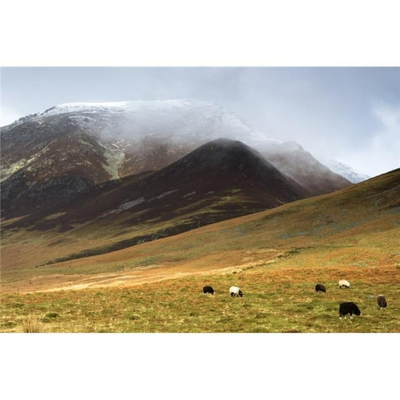 Posterazzi DPI1830189 Sheep On Pasture Lake District Cumbria England Poster Print by John Short, 17 x 11
