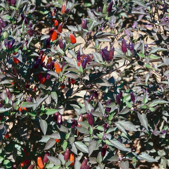 Black Olive AAS Ornamental Hot Pepper Seeds - 300 Mg Packet ~50 Seeds - Non-GMO - Vegetable Garden - Capsicum annuum