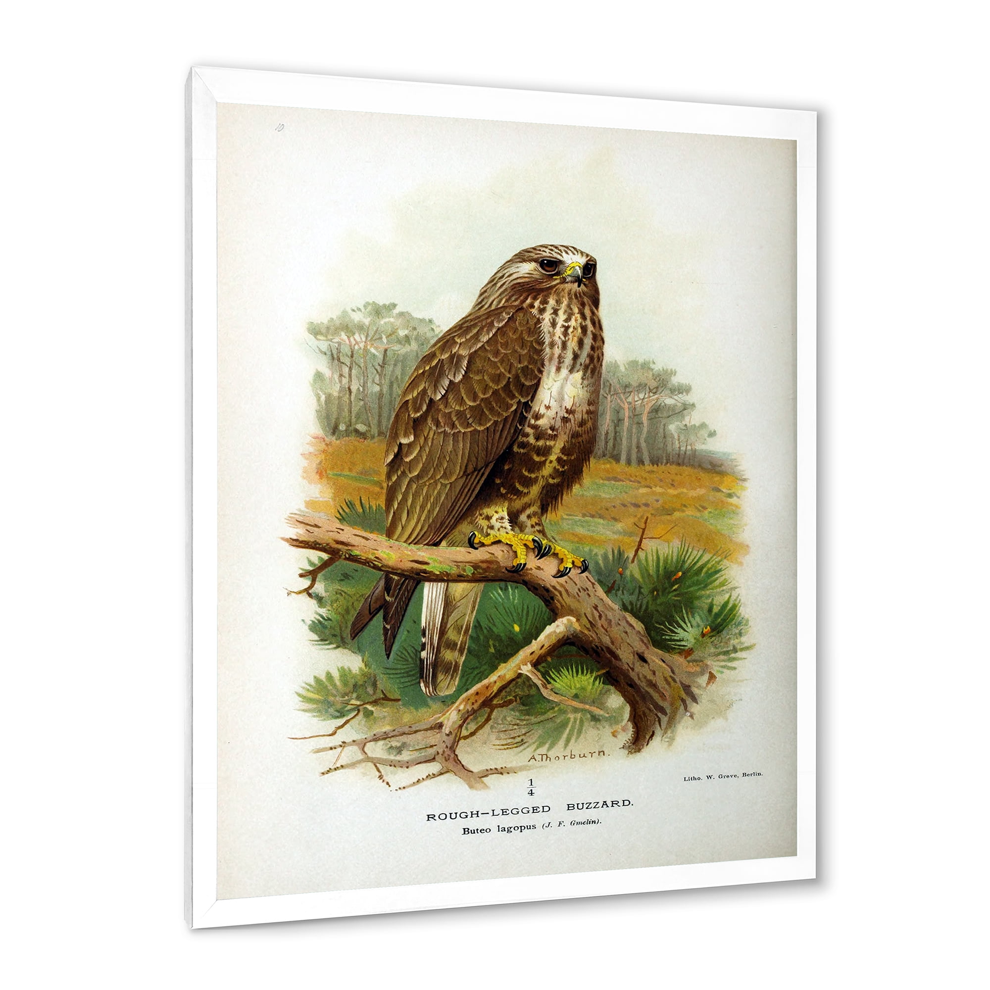 Designart 'Ancient Bird Life IX' Traditional Framed Art Print