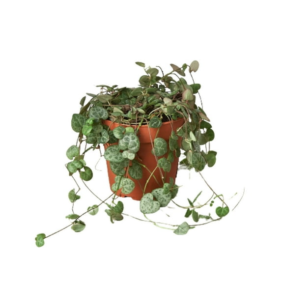 Succulent 'String of Hearts', 3" Pot, Indoor Houseplant, Easy Care, Live Plant for Indoor & Outdoor