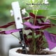 thumbnail image 4 of Bearachild Medidor de humedad de plantas de interior, equilibrio del PH del suelo, promueve un crecimiento vibrante, equilibrio del pH del suelo, Jardín y Patio, 4 of 6