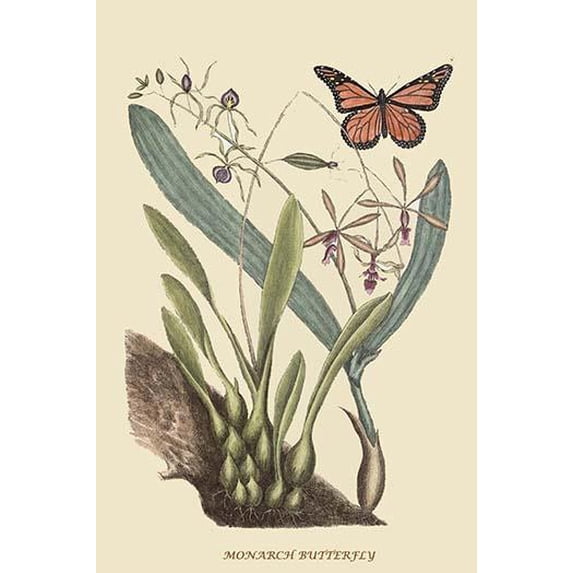 Monarch Butterfly-Fine Art Canvas Print (20" x 30")