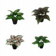 thumbnail image 3 of Planta verde pequeña planta en maceta planta de simulación flor falsa decoración de ventana decoración del hogar adornos simulación flor planta en maceta (corazón rojo taro (loto)) ER, 3 of 4