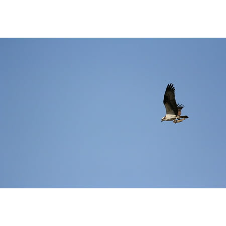Canvas Print Osprey Talons Nature Raptor Hunter Fishing Motion Stretched Canvas 10 x