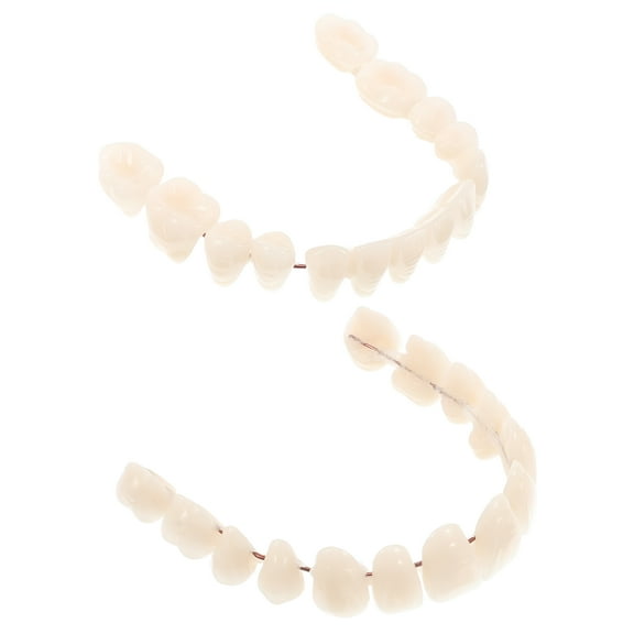 BESTSKY 2Pcs Plastic Fake Teeth Model for Students and Educators Sessions