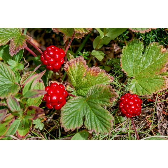 10 ARCTIC RASPBERRY Nagoonberry Rubus Arcticus Red Berry Fruit Bramble Seeds