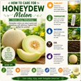 Live Honeydew Melon Vine Plant, Sweet Honeydew Fruit Plant, 4-6 Inch ...