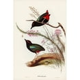 thumbnail image 2 of Gould, John 13x18 Black Modern Framed Museum Art Print Titled - Rainbow Pitta-Pitta Iris, 2 of 4