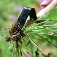 thumbnail image 2 of Handheld Weed Puller Manual Weeding Tool Weed Removal Shovel Garden Cutter Gadgets Potted Plant Tools for Garden Lawn, 2 of 7