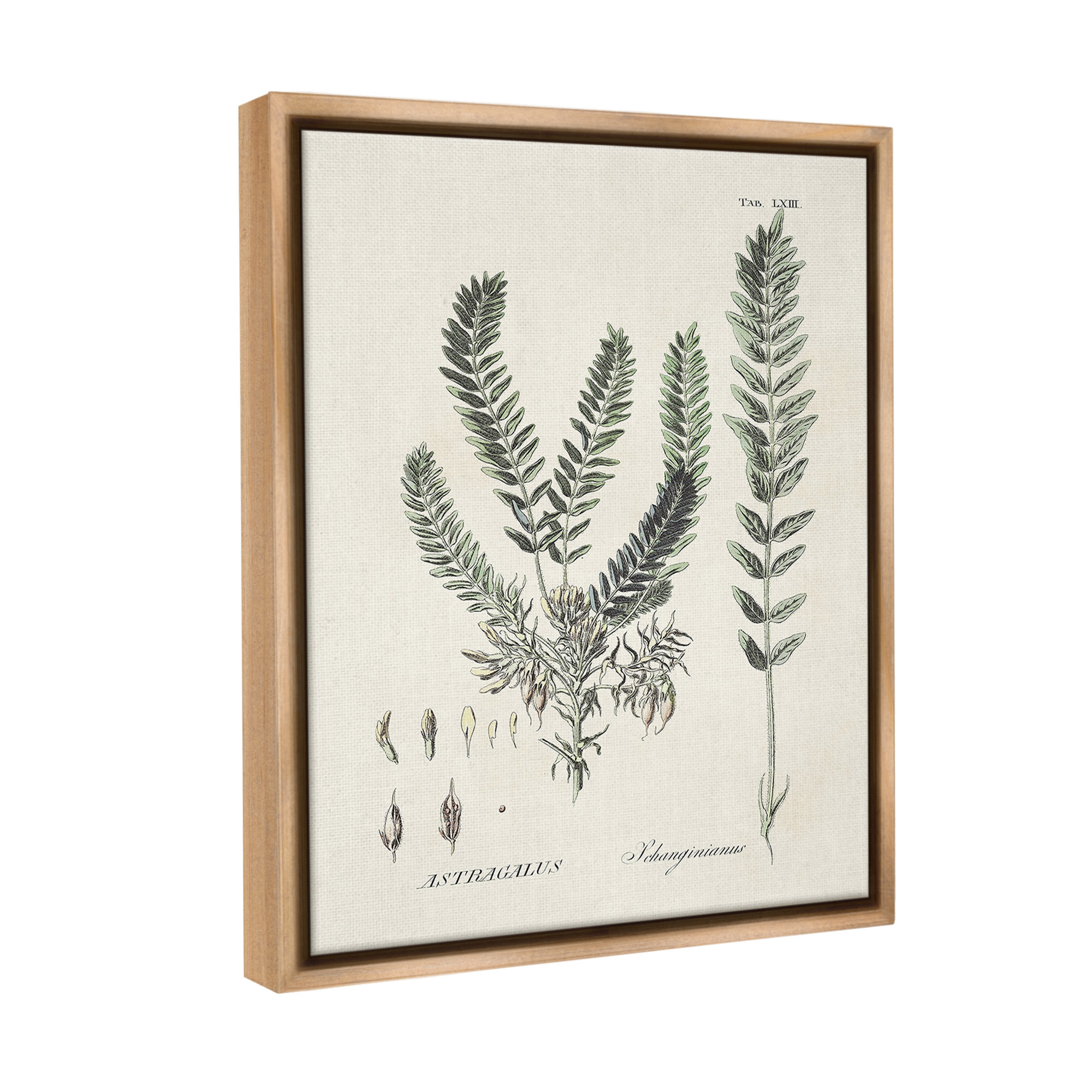 Stupell Industries Forest Leaves Diagram Botanical & Floral Painting Brown Floater Framed Canvas Art Print Wall Art, 25 x 31