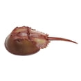 thumbnail image 2 of Figura Cangrejo Herradura Safari Ltd 261429 17cm, 2 of 5