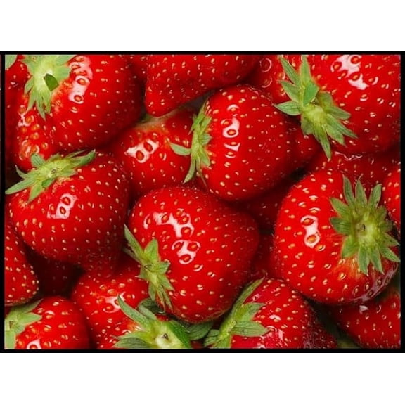 (Best) Seascape Strawberry Plants - Bare Root Plants to Grow Strawberries - Ready to Ship - No Ship to California (5 Strawberry Plants)