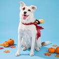 thumbnail image 2 of Vibrant Life Halloween Dragon Rider Costume for Dogs, Multicolor, Medium, 2 of 8