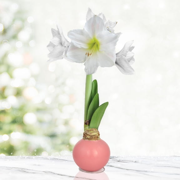 Pink Cloud Waxed Amaryllis Flower Bulb with Stand, Grow Real Blooming Indoor Spring Flowers, No Water Needed
