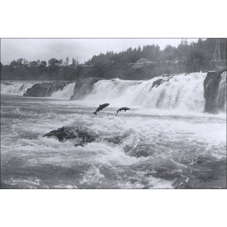 24"x36" Gallery Poster, Salmon leaping at Willamette Falls Oregon 1950