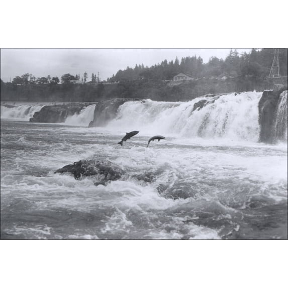 24"x36" Gallery Poster, Salmon leaping at Willamette Falls Oregon 1950