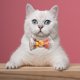 thumbnail image 2 of Productos para mascotas, (caleidoscopio de diamantes) Collar para gatos, collar para perros, correa para gatos, gatos, gatitos, 2 of 5