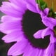 thumbnail image 3 of Nuevo 20 / pcs Semillas de girasol púrpura Flor de sol Flor de planta Flor hermosa, 3 of 3