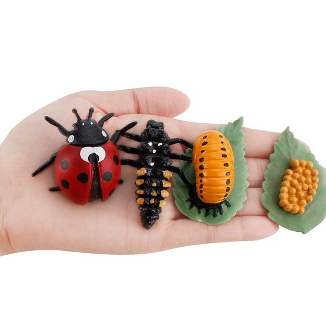 Modelo de ciclo de crecimiento, ciclo de vida realista, modelos animales, juguetes de imaginación infantil, herramienta de enseñanza y aprendizaje