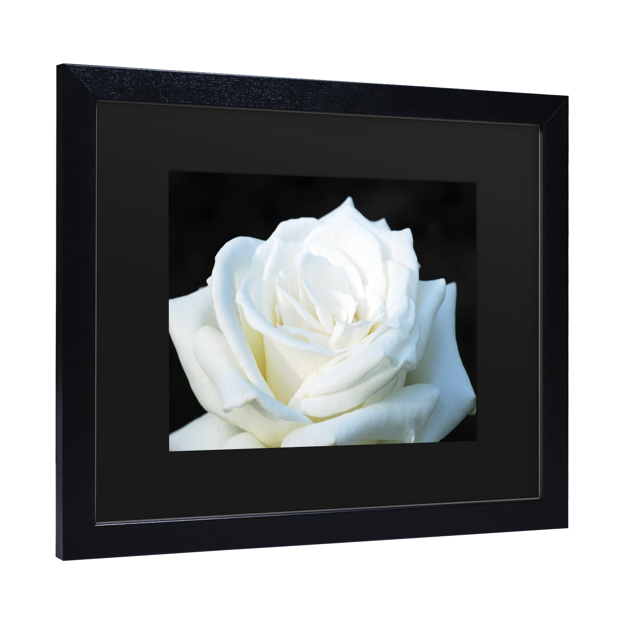 Trademark Fine Art 'White Rose II' Canvas Art by Kurt Shaffer