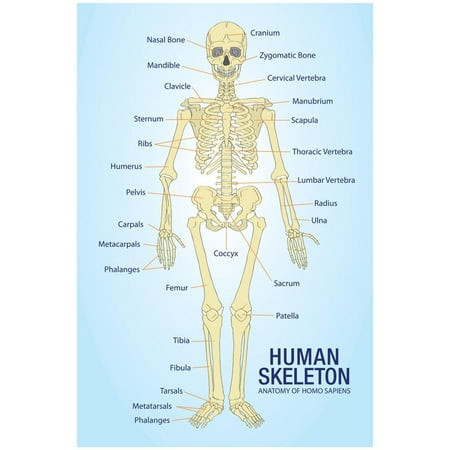 Human Skeleton Anatomy Anatomical Chart Poster Print Poster - 13x19