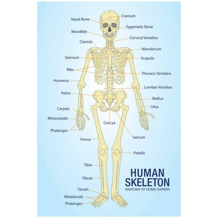 - Human Skeleton Anatomy Anatomical Chart Poster Print Poster - 13x19