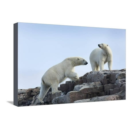 Canada, Nunavut, Repulse Bay, Polar Bears Walking across Stony Ridge Stretched Canvas Print Wall Art By Paul