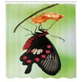 thumbnail image 3 of Ambesonne Swallowtail Shower Curtain, Open Cocoon, 69"Wx75"L, Red Black Green, 3 of 3
