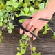 thumbnail image 5 of Tijeras de podar para jardín con borde redondo, cortador de poda para jardín de acero con borde redondo de 210 mm, diseño de última generación, 5 of 9