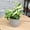 Marble Queen in 4.25" Décor Pot, variant on Golden Pothos Easy Care Houseplant | 4.25in Pot; Indirect Sun | Element by Altman Plants