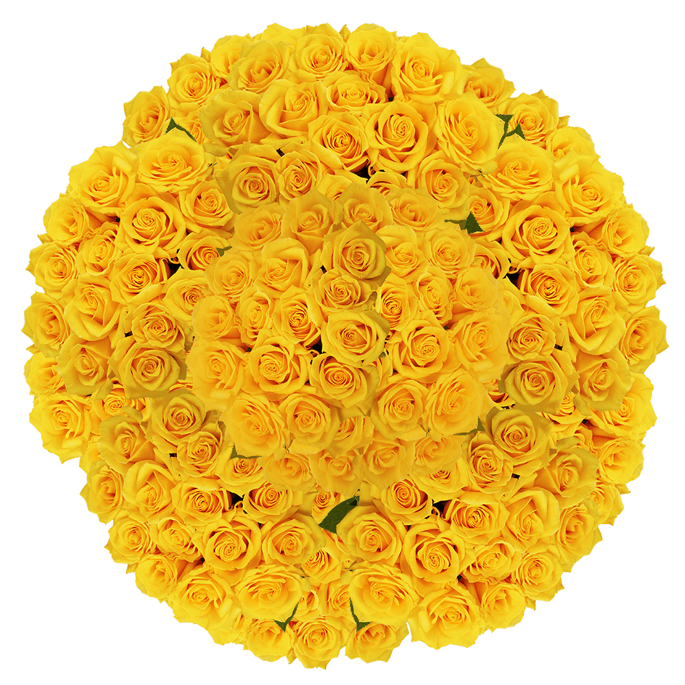 250 Stems of Gold Star Roses Fresh Flower Delivery