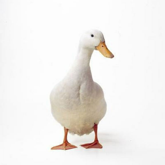 Aylesbury Duck Domestic, Unframed Photographic Print Wall Art Sold by Art.Com
