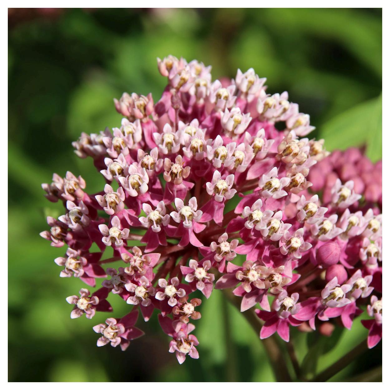 Everwilde Farms - 1/4 lb Swamp Milkweed Native Wildflower Seeds - Gold Vault Bulk Seed Packet