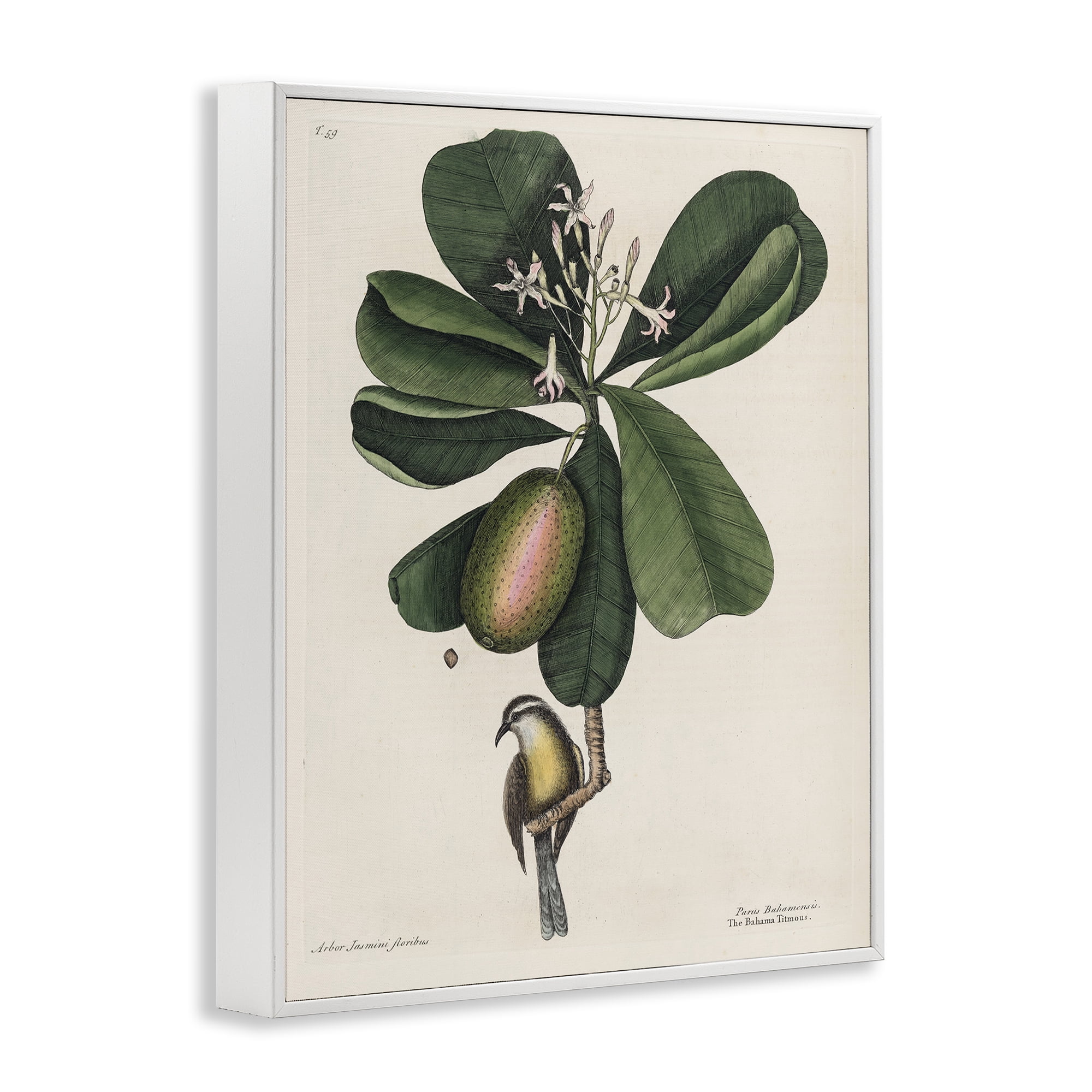 Stupell Industries Catesby Flora & Fauna White Framed Giclee Art, design by Print Collection