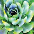 thumbnail image 3 of Gango Home Decor Modern Opulent Succulents I & II; Two 16x16in Fine Art Paper Giclee Prints, 3 of 6