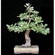 White Poplar Bonsai Tree Forest Cuttings to Grow - Easy to Grow Indoor or Outdoor Bonsai Plants - Made in USA