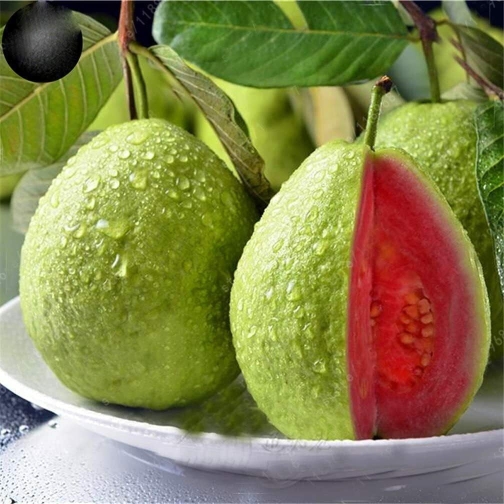 100 Guava Fruit Tree Seeds for Planting Exotic and Delicious Tropical