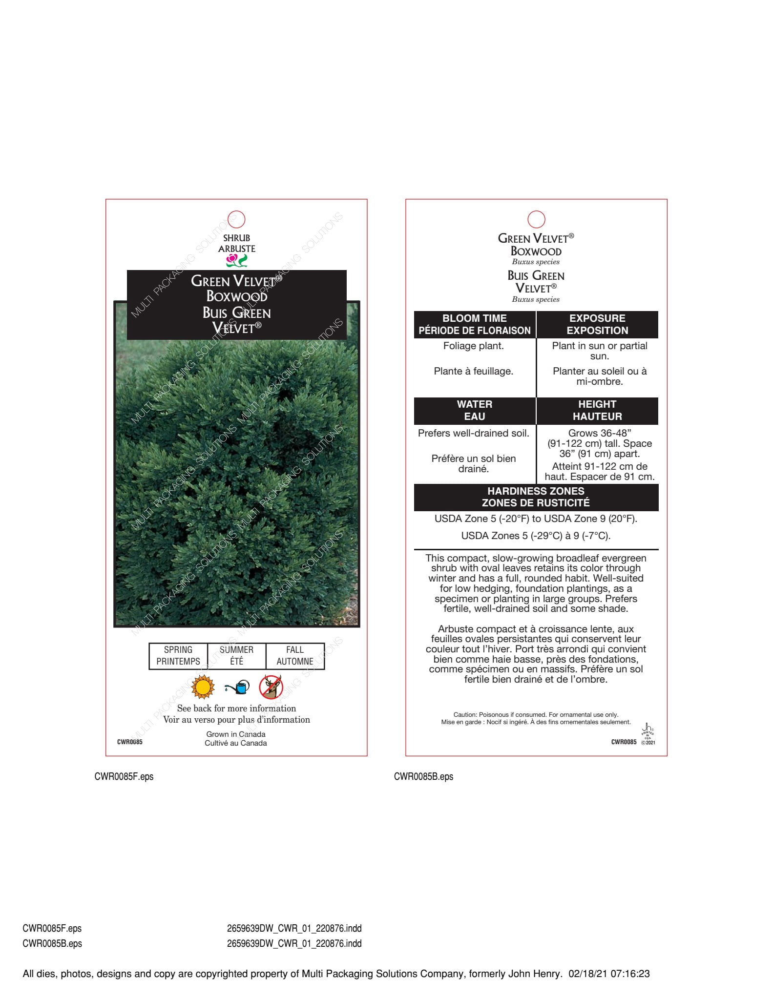 2 Gallon Green Velvet Boxwood Shrub