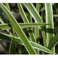 thumbnail image 3 of Classy Groundcovers, Carex morrowii 'Ice Dance', var. laxa, var. temnolepis (flat of 18 Pots, 3 1/4 inch square), 3 of 10