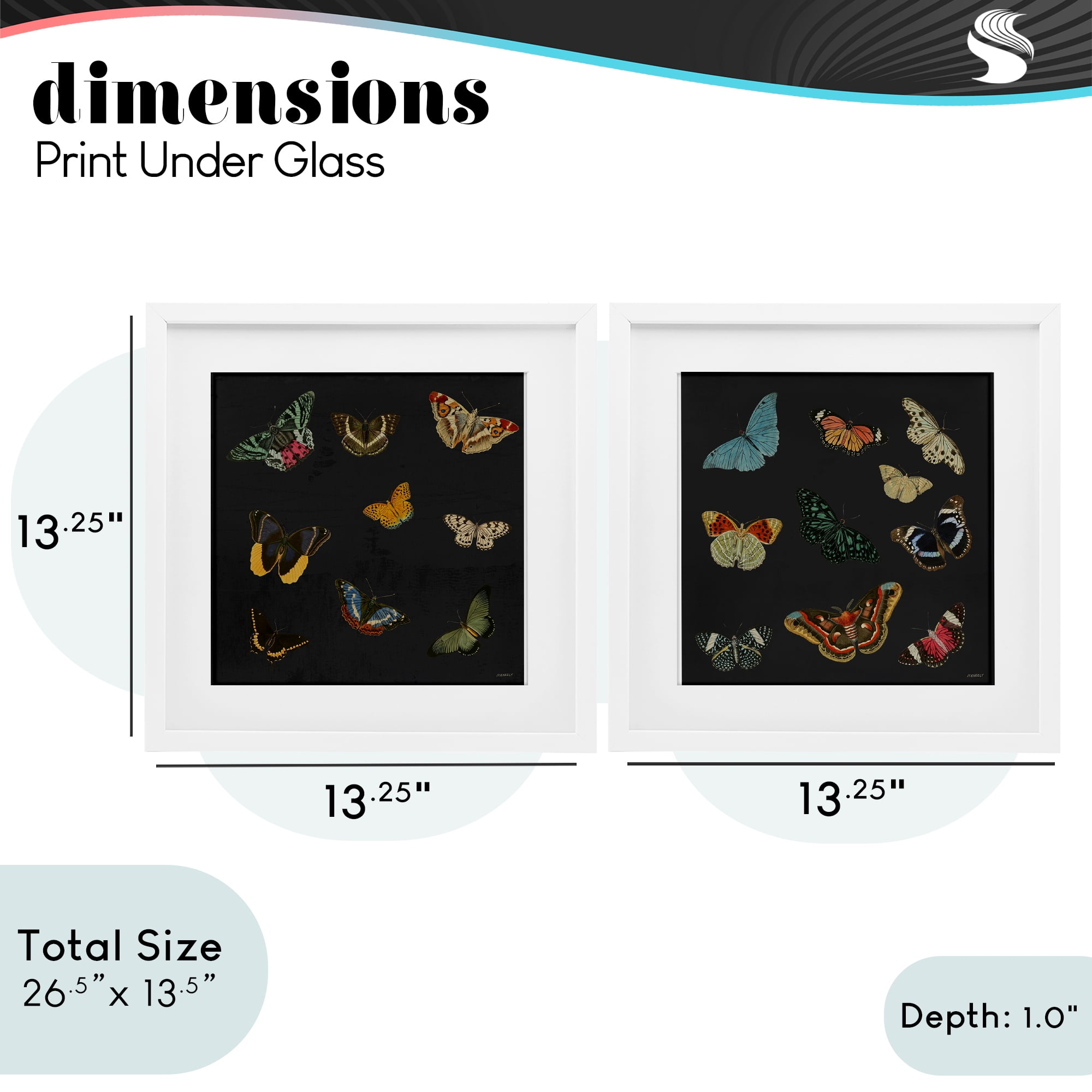 Stupell Industries Entomology Collection on Black 2 Piece White Framed Print Under Glass Set, design by Dan Meneely