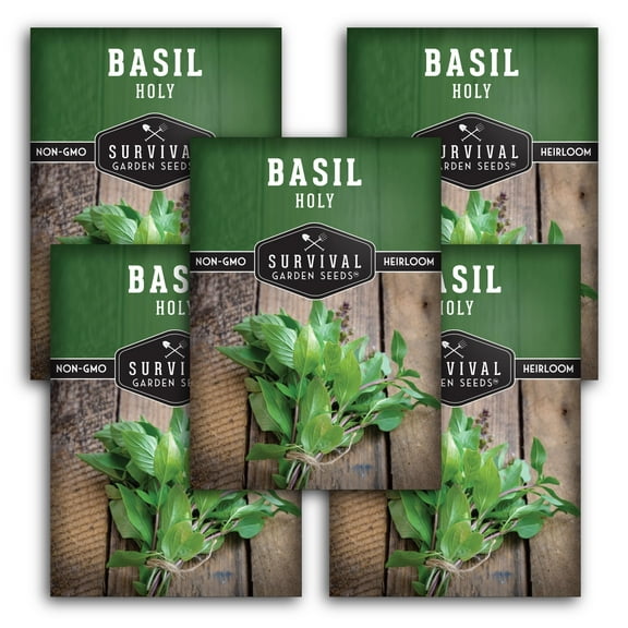 5 packs Holy Basil Seeds - Non-GMO Heirloom Full Sun Annual Herb
