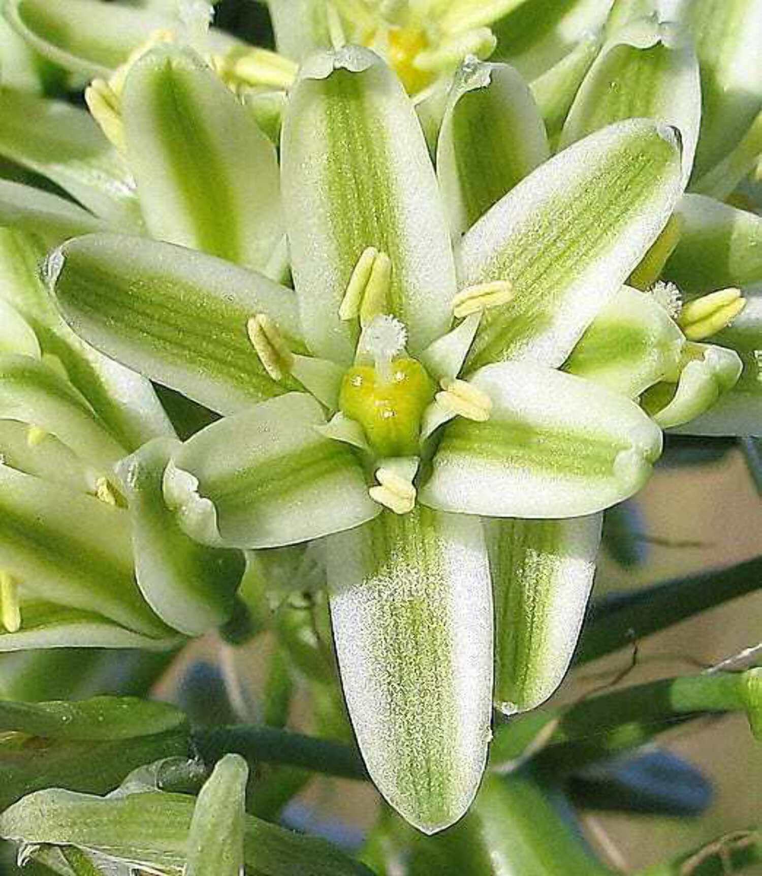 20 PREGNANT ONION SEEDS aka False Sea Onion Lily Ornithogalum Caudatum Flower Good Houseplant - image 2 of 7