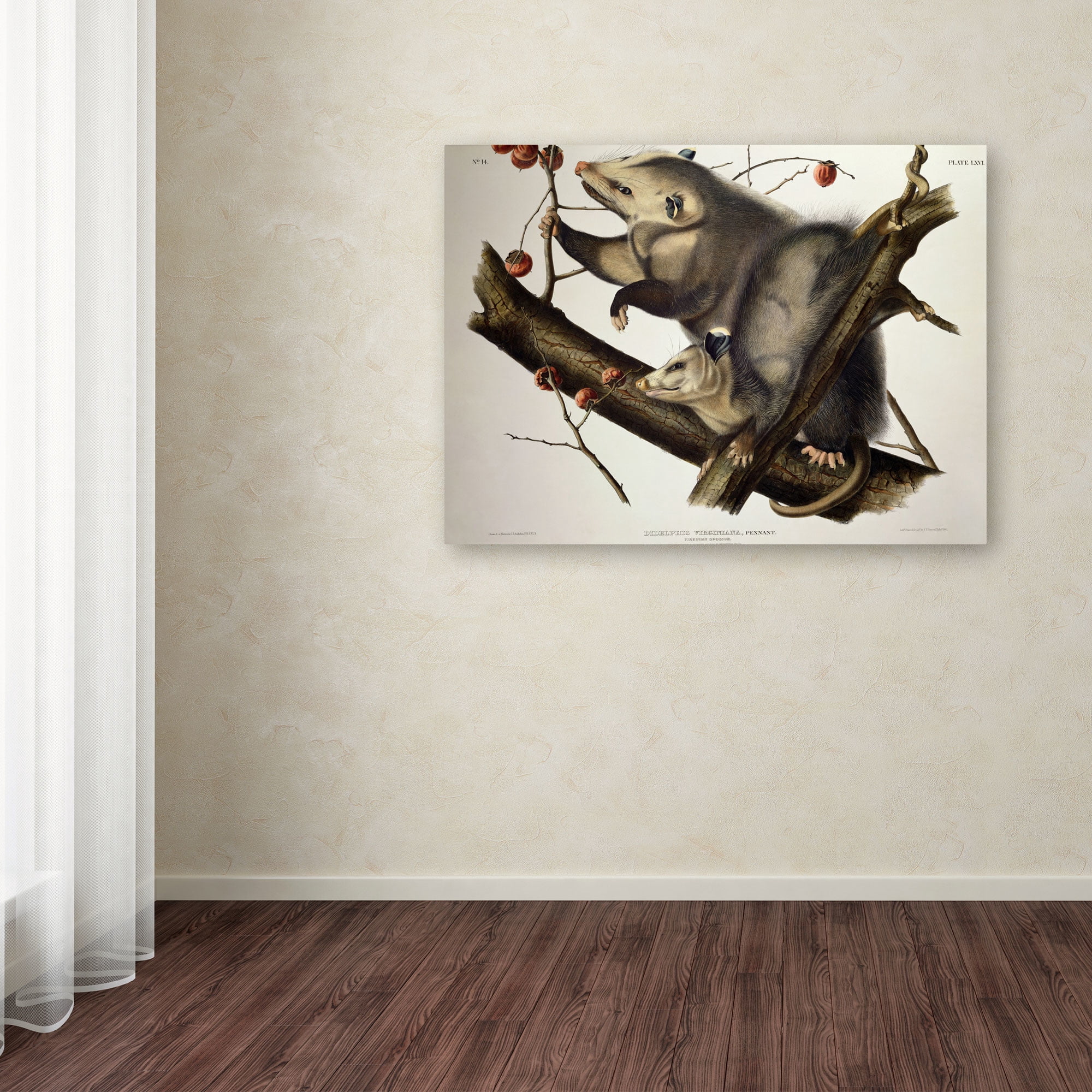 Trademark Fine Art "Virginian Opossum" Canvas Art by John James Audubon