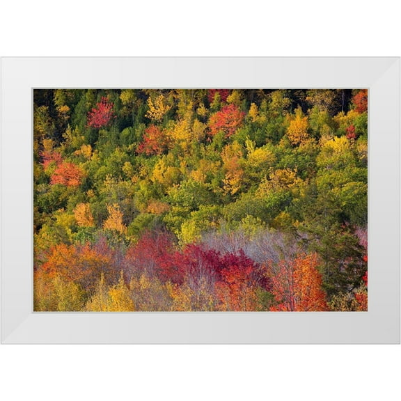 Wells, Joanne 18x13 White Modern Wood Framed Museum Art Print Titled - Maine Fall foliage in Acadia National Park