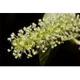 thumbnail image 3 of 15 Graines de Mûrier Rouge Morus Rubra Fruit Buisson / Arbre, 3 of 5