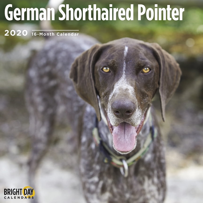 2020 German Shorthaired Pointer 16 Month 12 x 12 Wall Calendar Puppy Hunting Dog