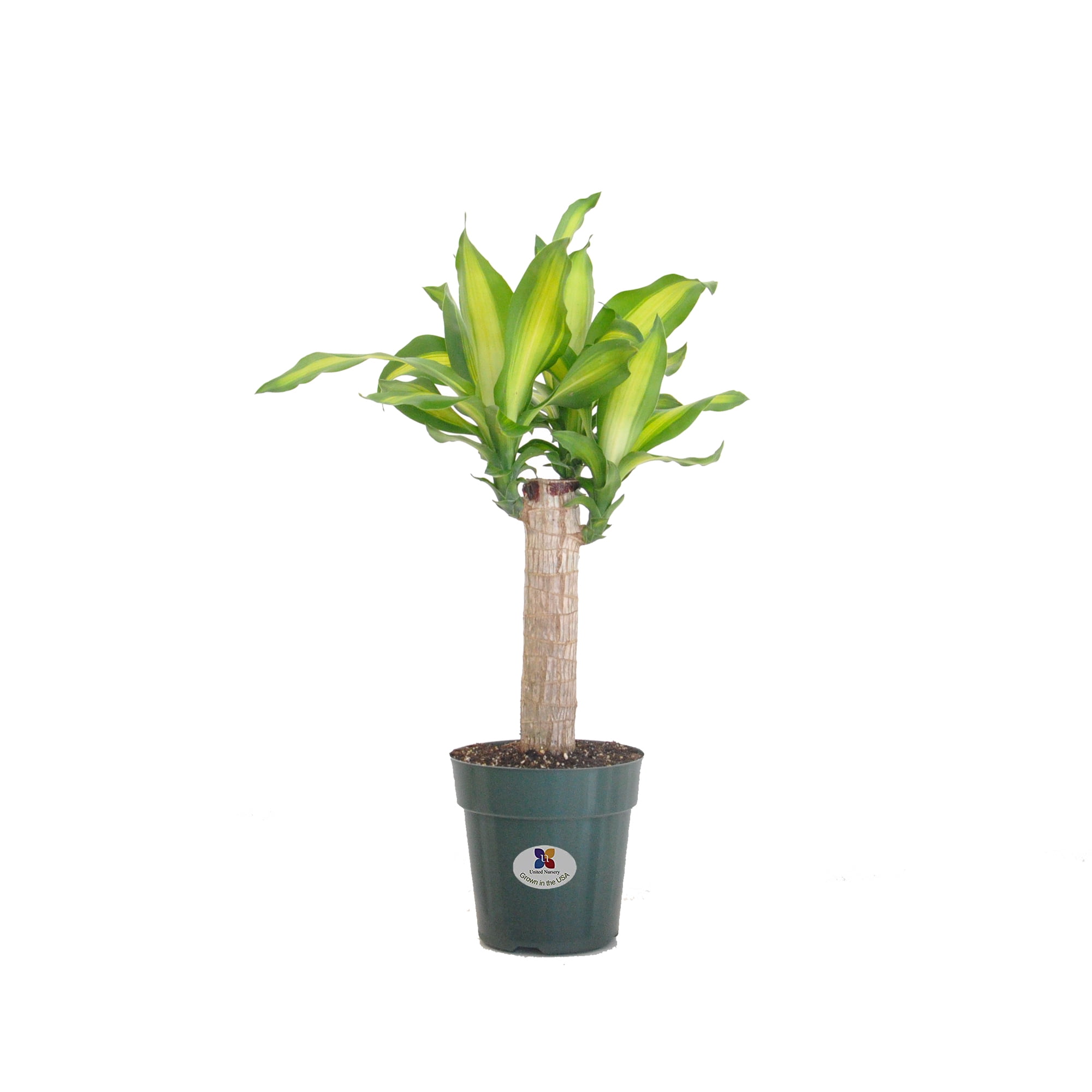 United Nursery Dracaena Fragrans Massangeana Corn Plant