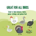 thumbnail image 6 of (3 pack) Manna Pro Farmhouse Favorites Meal Beetle Bliss 2lb, 6 of 8