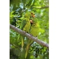 thumbnail image 2 of Welling, Dave 23x32 Gold Ornate Wood Framed with Double Matting Museum Art Print Titled - Mexico, Tamaulipas Pair of green parakeets preen, 2 of 4