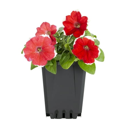 Expert Gardener Petunia 1PT Multi-color Live Plants